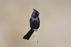 Images Dated 23rd January 2010: Phainopepla - male