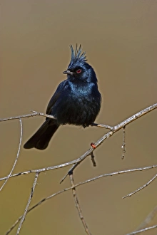 Images Dated 22nd February 2006: Phainopepla - Male - Arizona - Sonoran desert - Common in arid scrub - Feeds largely on mistletoe