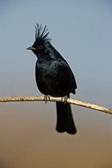 Phainopepla - Male - Arizona - Sonoran desert - Common in arid scrub - Feeds largely on mistletoe berries in winter - Feeds largely on insects in warmer months - The northernmost representative of tropical birds that feed on mistletoe - Found over