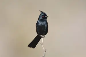 Phainopepla Prints: Phainopepla - male - january - Anza Borrego Desert - California - USA