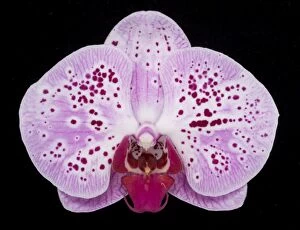 Images Dated 22nd November 2007: Phalaenopsis Orchid