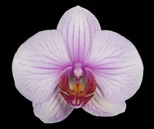Images Dated 22nd November 2007: Phalaenopsis Orchid