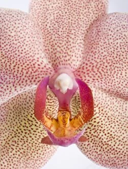 Phalaenopsis Orchid - Detail of the flower