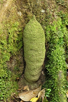 Images Dated 20th November 2007: Phallus Termite - Danum Valley Conservation Area - Sabah - Borneo - Malaysia