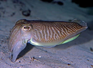 Images Dated 25th November 2008: Pharaoh Cuttlefish - warm waters, Indo-Pacific