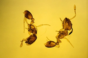 Images Dated 9th April 2008: Pharaoh's Ants Magnification x10