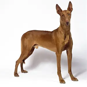 Pharoah Hound Dog