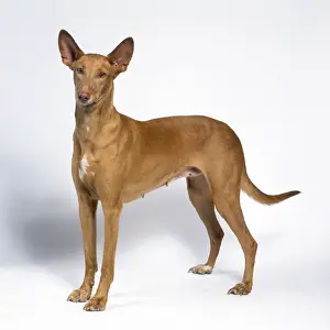 Pharoah Hound Dog