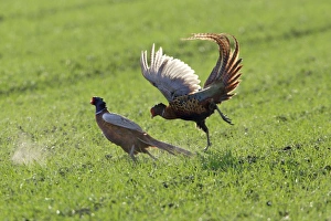 Images Dated 17th April 2006: Pheasant- 2 males / cocks fighting during breeding season, Neusiedler See NP, Austria