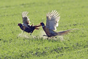 Images Dated 17th April 2006: Pheasant- 2 males / cocks fighting during breeding season, Neusiedler See NP, Austria