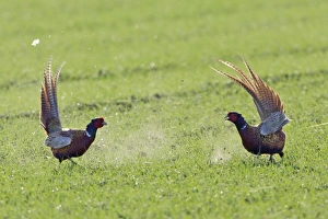 Images Dated 17th April 2006: Pheasant- 2 males / cocks fighting during breeding season, Neusiedler See NP, Austria