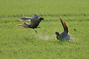 Images Dated 17th April 2006: Pheasant- 2 males / cocks fighting during breeding season, Neusiedler See NP, Austria