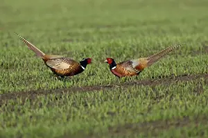 Pheasant- 2 males or cocks fighting during breeding season, Neusiedler See NP, Austria