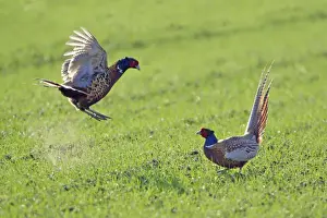 Pheasant- 2 males / cocks fighting during breeding season, Neusiedler See NP, Austria