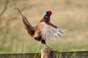 Pheasant adult male on fence displaying winter