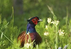 Pheasant - adult male in long grass