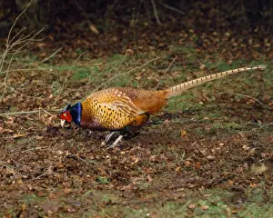 Pheasants Prints: Pheasant - in autumn woodland - UK Digital Manipulation: added to canvas on right hand side