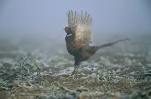 Pheasants Prints: Pheasant CK 2592 Phasianus colchicus © Chris Knights / ARDEA LONDON