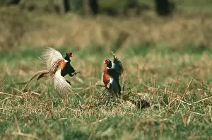 Pheasant CK 3789 Male's fighting Phasianus colchicus © Chris Knights / ardea. com