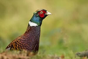 Images Dated 23rd October 2011: pheasant - close up of head and shoulders of the male bird - October- Cannock Chase