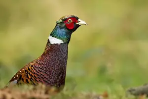 October Prints: pheasant - close up of head and shoulders of the male bird - October- Cannock Chase - Staffordshire - England