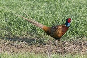Images Dated 22nd April 2012: Pheasant - cock bird on cornfield