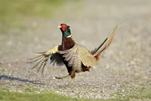 Displays Gallery: Pheasant - cock crowing and beating wings in display