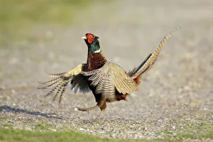 Netherlands Collection: Pheasant - cock crowing and beating wings in display, Island of Texel, Holland