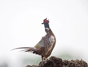 Images Dated 29th May 2008: Pheasant - cock displaying