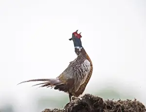 Proud Prints: Pheasant - cock displaying Bedfordshire UK 005613