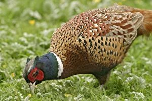 Pheasant - Cock feeding in meadow close up