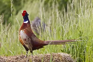 Pheasants Prints: Pheasant - cock Ring Necked - displaying - Bedfordshire UK 12013
