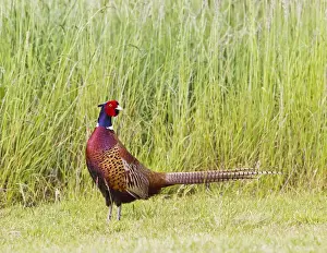 Pheasants Prints: Pheasant - cock Ring Necked - walking in meadow - Bedfordshire UK 12011