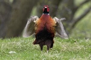 Pheasant - Cock whirring wings after crowing