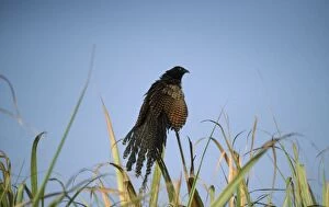 Pheasant COUCAL - sunbathing at dawn in canefields
