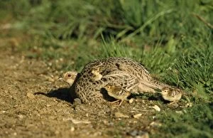 Images Dated 12th November 2007: Pheasant - female & chicks