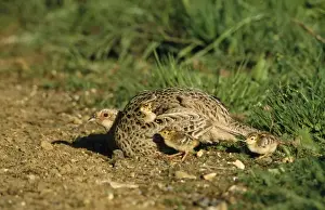 Pheasant - female & chicks