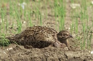 Pheasant - Female on Eggs