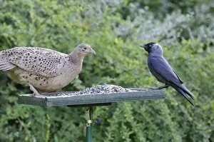 Bird Table Collection: Pheasant (female) - with Jackdaw (Corvus monedula) on bird feeding table
