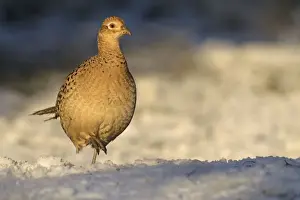 Pheasants Prints: Pheasant - female in late evening sunshine on a winters day - December - Cannock Chase - Staffordshire - England
