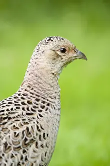 Pheasants Prints: Pheasant Female Norfolk UK