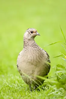 Pheasants Prints: Pheasant Female Norfolk UK