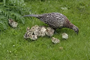Pheasants Prints: Pheasant - Hen with chicks feeding in garden Northumberland, England