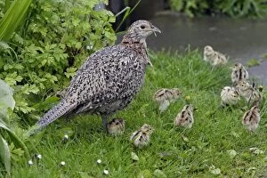 Pheasant - Hen with chicks in garden