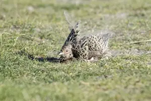 Pheasant - hen taking a dust bath, Island of Texel, Holland