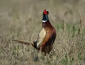 Pheasant- male / cock crowing in breeding season, Neusiedler See NP, Austria