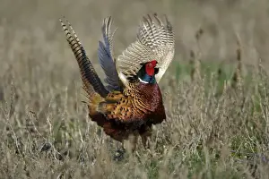 Pheasant- male / cock crowing and flapping wings, Neusiedler See NP, Austria