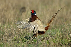 Images Dated 15th April 2006: Pheasant- male / cock crowing and flapping wings, Neusiedler See NP, Austria