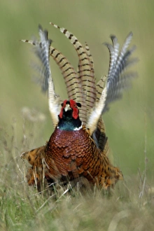 Images Dated 15th April 2006: Pheasant- male / cock crowing and flapping wings, Neusiedler See NP, Austria