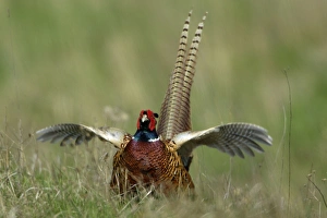Images Dated 15th April 2006: Pheasant- male / cock crowing and flapping wings, Neusiedler See NP, Austria